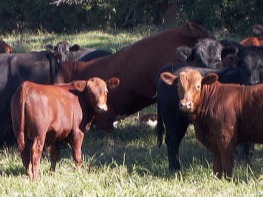 Cattle